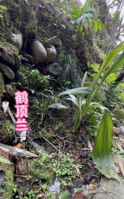 小众送妈妈的花有哪些花