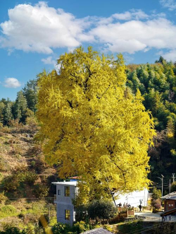 小众送妈妈的花有哪些花