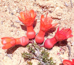 小众送妈妈的花有哪些花