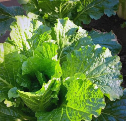 小众送妈妈的花有哪些花