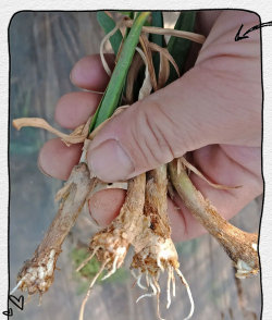 小众送妈妈的花有哪些花