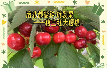 瑞德大樱桃品种介绍