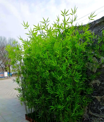 小众送妈妈的花有哪些花