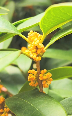 小众送妈妈的花有哪些花