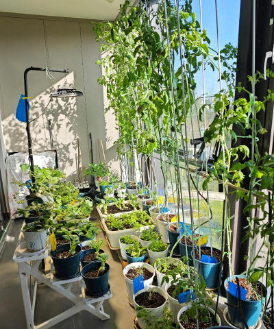 小众送妈妈的花有哪些花