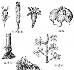 小众送妈妈的花有哪些花