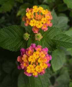 小众送妈妈的花有哪些花