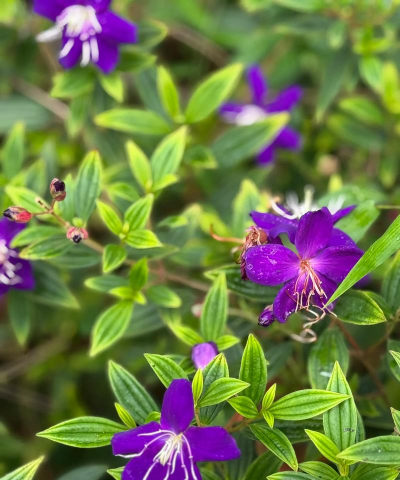 小众送妈妈的花有哪些花