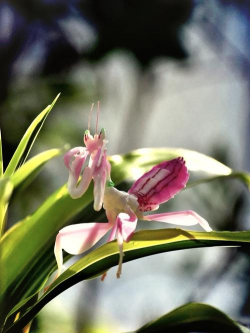 兰花螳螂能活多久