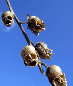 小众送妈妈的花有哪些花