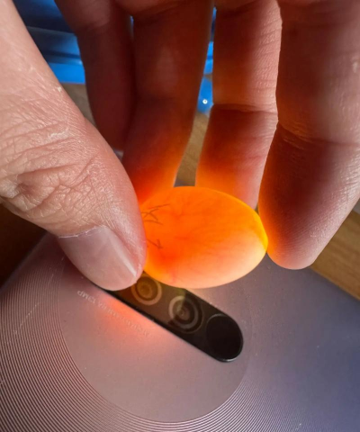 小众送妈妈的花有哪些花