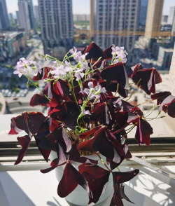 小众送妈妈的花有哪些花