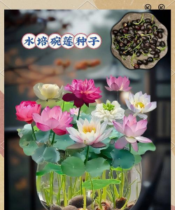 小众送妈妈的花有哪些花