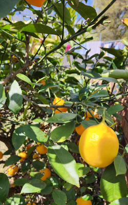 小众送妈妈的花有哪些花