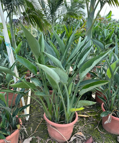 小众送妈妈的花有哪些花