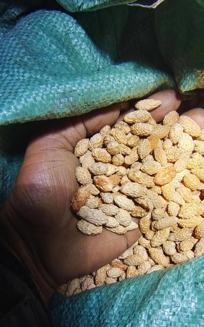 红枣种子在几月份开始播种