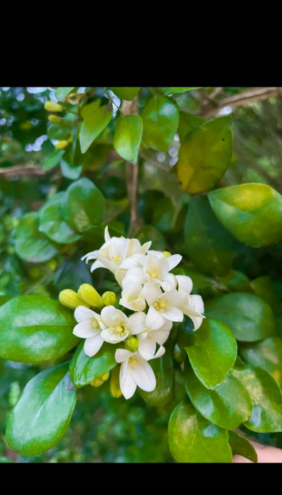 小众送妈妈的花有哪些花