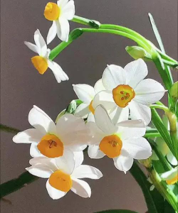 小众送妈妈的花有哪些花