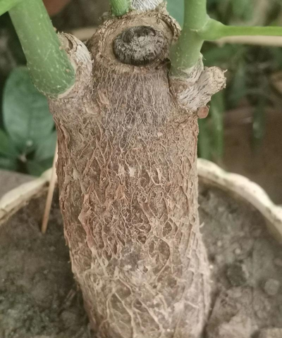 小众送妈妈的花有哪些花