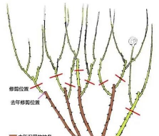 小众送妈妈的花有哪些花