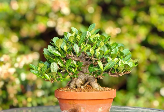 小众送妈妈的花有哪些花