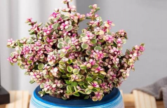 小众送妈妈的花有哪些花