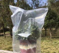 小众送妈妈的花有哪些花