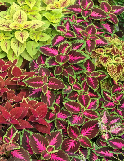 小众送妈妈的花有哪些花