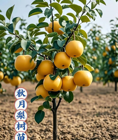 秋月梨每亩栽多少殊
