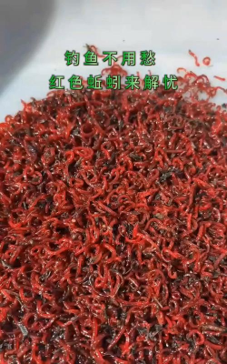 红蚯蚓有哪些品种