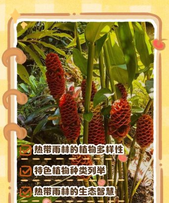 小众送妈妈的花有哪些花