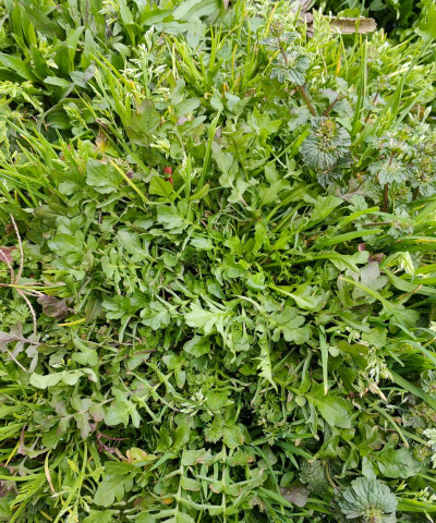 十月份地里还有野生荠菜吗