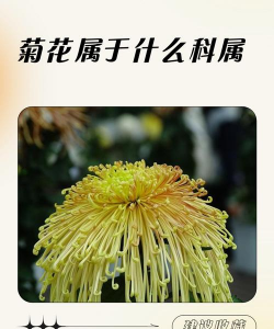 菊花是草本植物还是木本植物