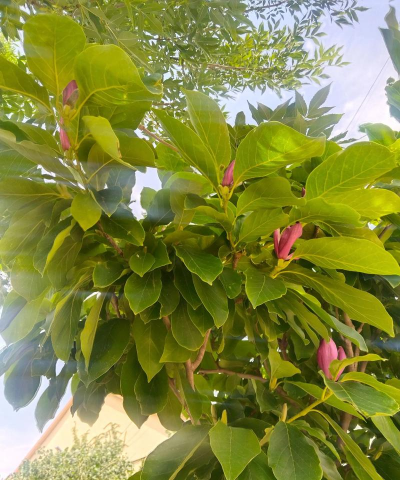 小众送妈妈的花有哪些花