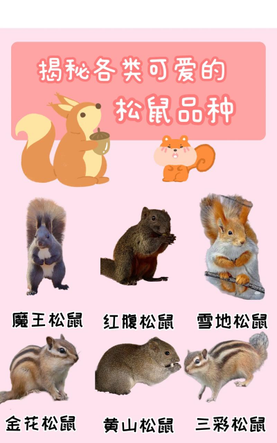 松鼠的品种有哪些