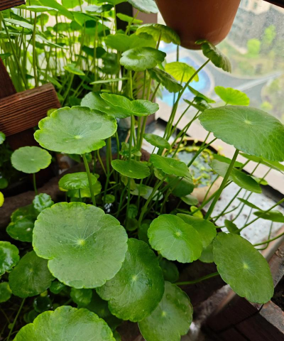 小众送妈妈的花有哪些花