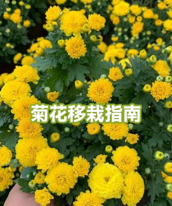 小众送妈妈的花有哪些花