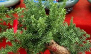 小众送妈妈的花有哪些花