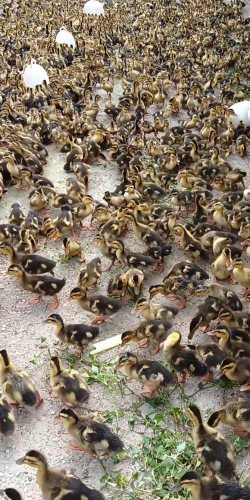 小众送妈妈的花有哪些花