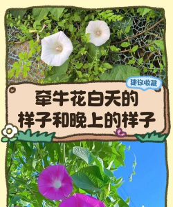 什么植物早上中午晚上都有变化