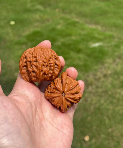 小众送妈妈的花有哪些花