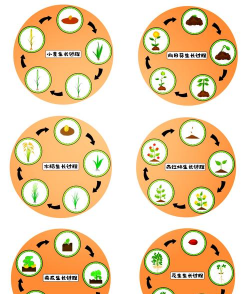 小众送妈妈的花有哪些花