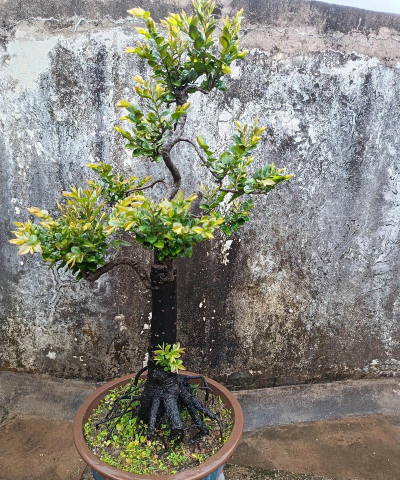 小众送妈妈的花有哪些花