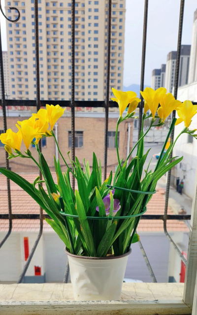 小众送妈妈的花有哪些花