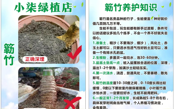 小叶簕竹种植方法