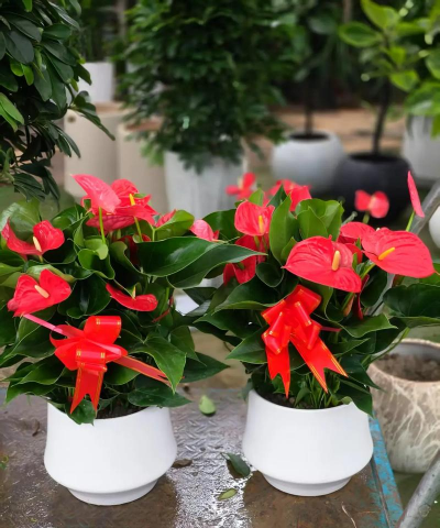 小众送妈妈的花有哪些花