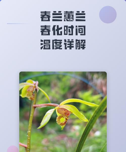 小众送妈妈的花有哪些花