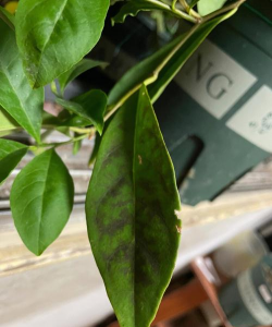 小众送妈妈的花有哪些花