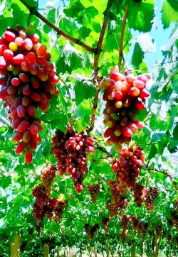 葡萄沟的葡萄品种是什么