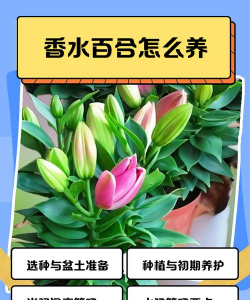 小众送妈妈的花有哪些花